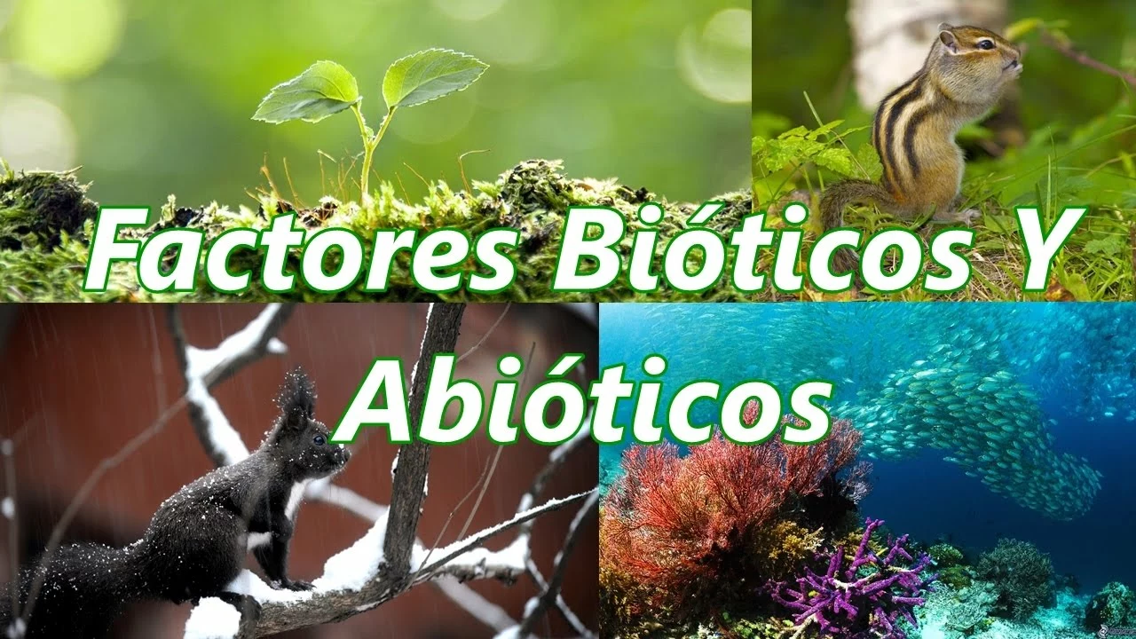 ¿Cómo interactúan los factores bióticos y abióticos en un bosque tropical?